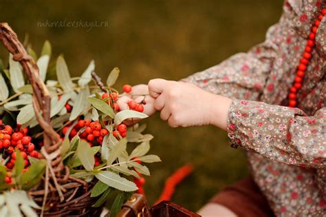 Значение рябиновых бус – суеверия и приметы