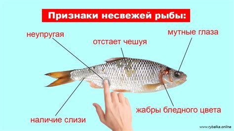 Значение свежести речной рыбы в сновидении