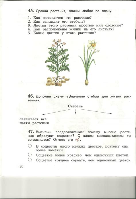 Значение сердцевины стебля в жизни растений