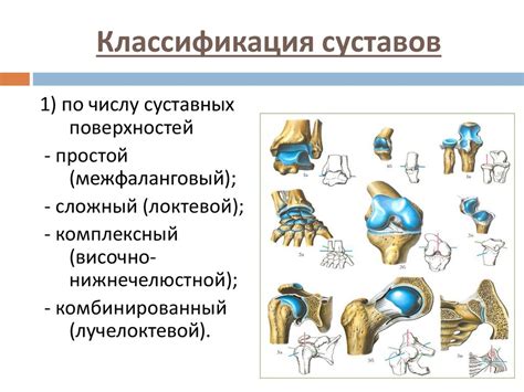 Значение сесамовидных костей для мышц и суставов