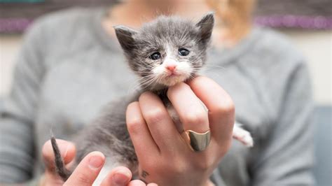 Значение символа кошек и котят во сне ожидающей мамы