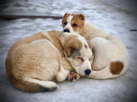 Значение сна о милой и дружелюбной собаке