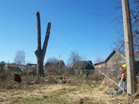 Значение спиливания дерева рядом с жилищем в сновидении