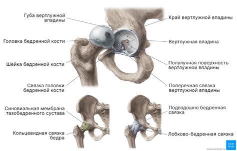 Значение суставных щелей тазобедренного сустава