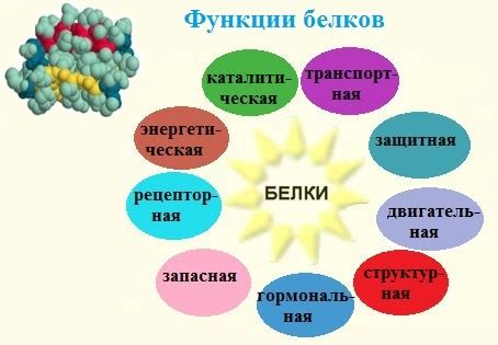 Значение сывороточного белка в организме