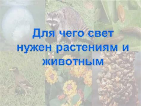 Значение тонкого света для здоровья и психологии