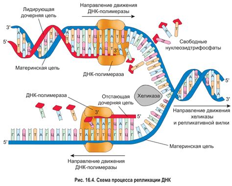 Значение транскрибируемой цепи ДНК в исследованиях