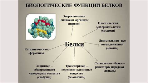 Значение транспортной функции белков для поддержки жизнедеятельности