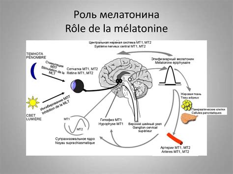 Значение уровня мелатонина менее 10 в сон