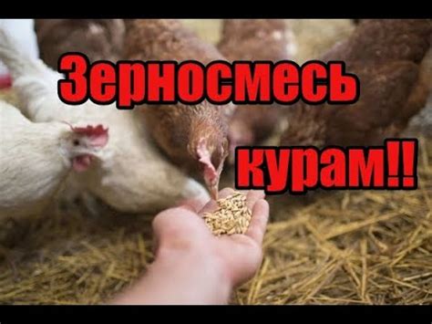 Значение фуражирования для кур