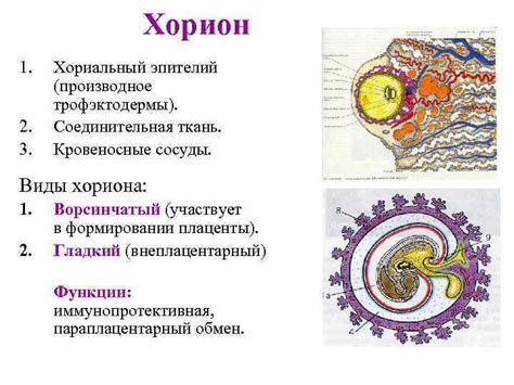 Значение хориона для будущей матери