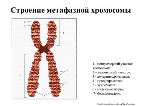 Значение хромосом и их роль