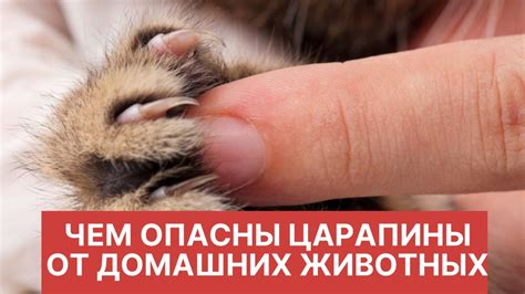 Значение царапин от кошек