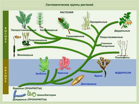 Значение эволюции для растений