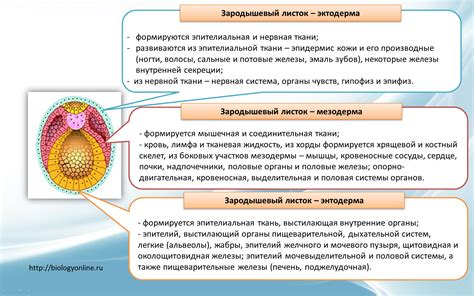 Значение эмбриональной ткани для формирования органов и систем