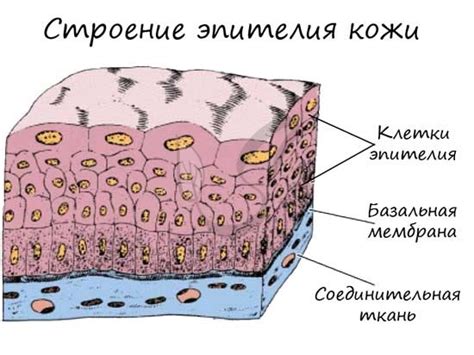 Значение эпителия обильного для организма