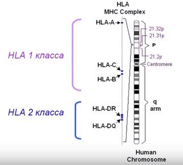 Значение HLA генов в иммунной системе