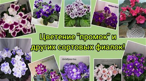 Значения промышленных сортов фиалок