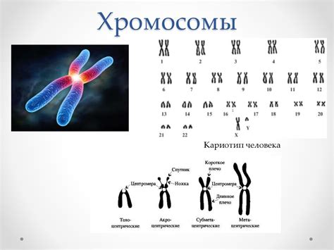 Значимость изучения хромосом в современной генетике