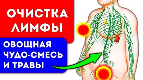 Значимость обслуживания и чистки лимфатической системы для организма