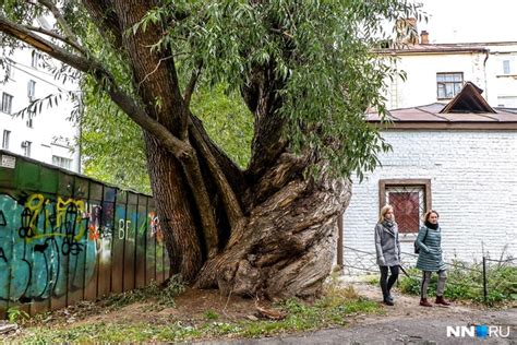 Значимость снов с могучим деревом в центре внимания для психологического мира