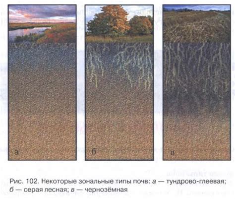 Зональные особенности местности