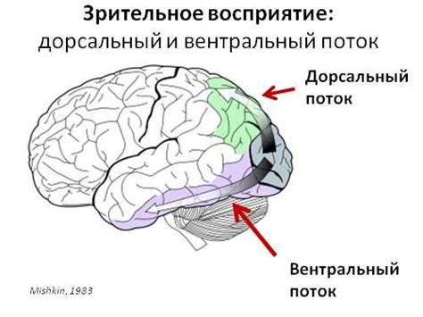 Зрительное восприятие: понятие и значение в жизни человека