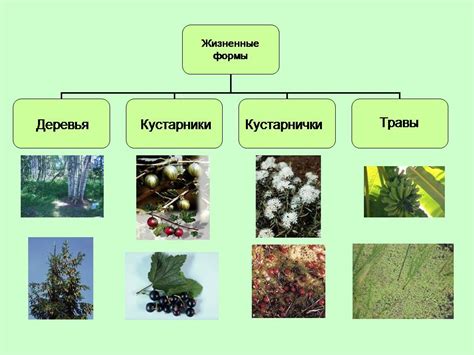 Извращенные формы растений