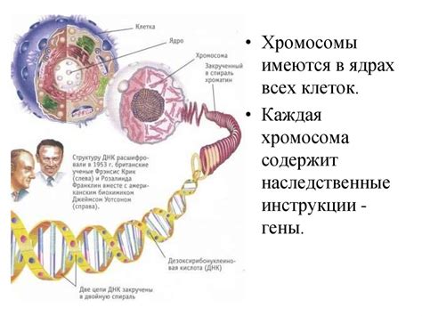 Изменение ДНК человека: понятие и области исследования