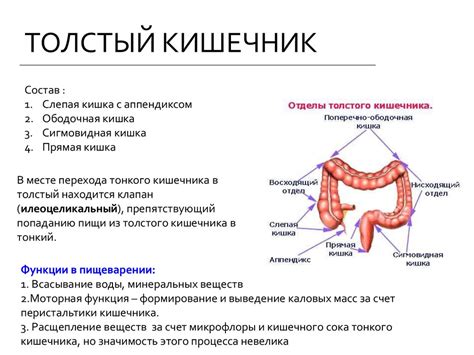 Изменение функции желудка и кишечника