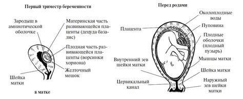 Изменения во внутренней среде матки