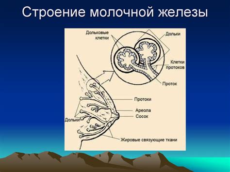 Изучение расширенных протоков молочных желез