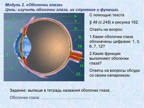 Изучение физиологии глаза: строение и функции