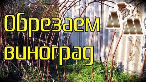 Из каких источников происходит фраза "вызрела лоза"?