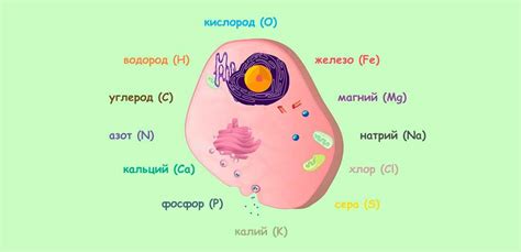 Из каких элементов состоит риторическая шутка?