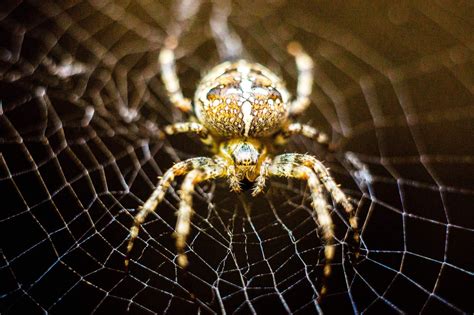 Имеет ли значение сон о пауке, цвет которого черный, поселившемся в жилище?