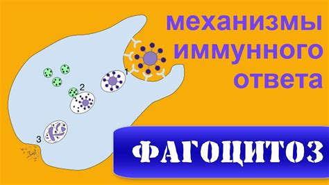 Иммунитет и фагоцитоз