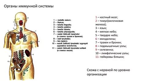 Иммунная реакция организма на пигмент может быть причиной испорченного татуажа