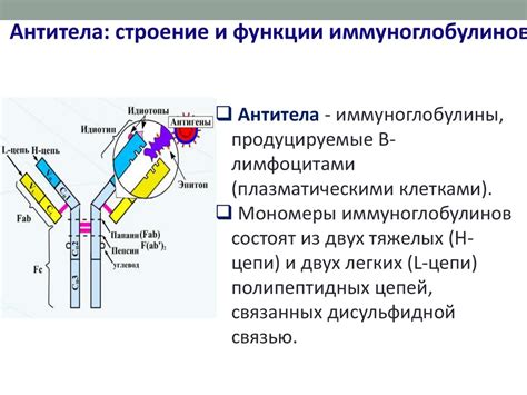 Иммуноглобулины: основные свойства и функции