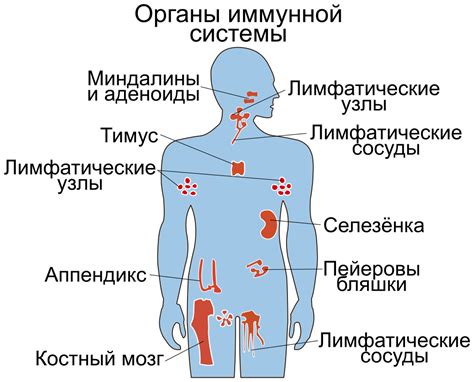 Иммунологические особенности организма