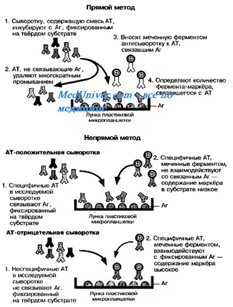 Иммуноферментный анализ: ключ к диагнозу