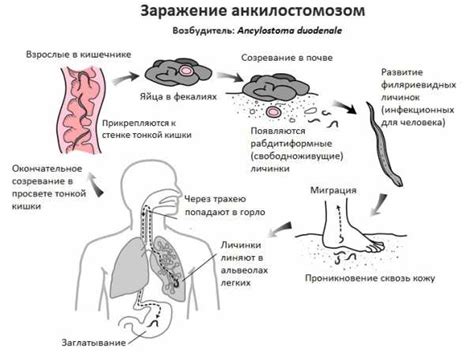 Инвазионная стадия приближает человека к опасности