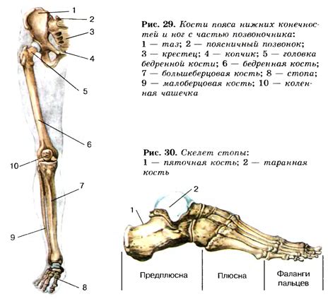 Индивидуальные особенности устройства ног человека