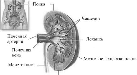 Инструменты и методы диагностики заболеваний почек