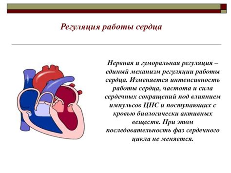 Интенсивность работы сердца