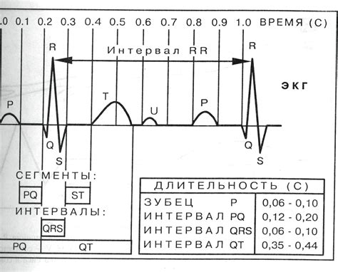 Интервалы и сегменты на ЭКГ