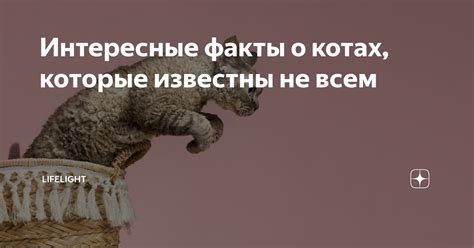 Интересные факты о кочерыжках