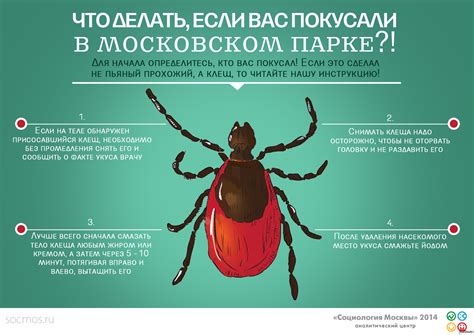 Интерпретация в соннике: клещи в сновидении