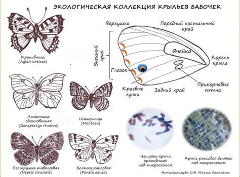 Интерпретация крыльев бабочки