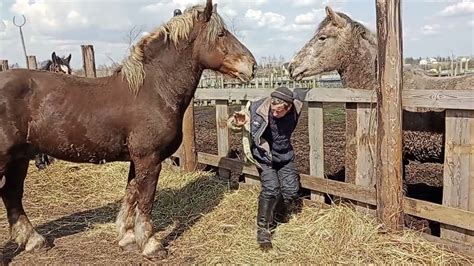 Интерпретация поговорки «Не пришей кобыле хвост»